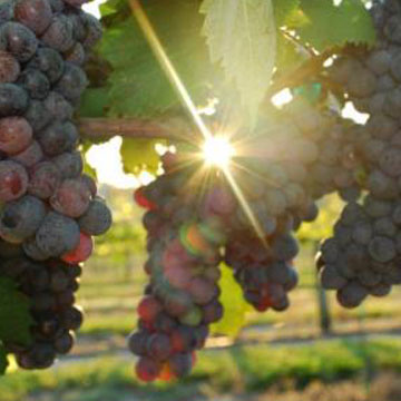 Grape 