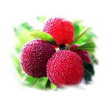 Waxberry